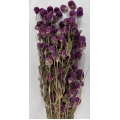 Dried Gomphrena Purple 4oz.